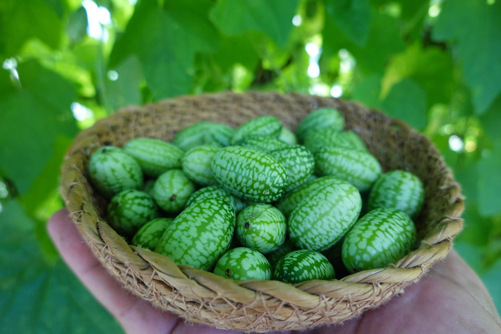 La valorizzazione del Melone: dal cucamelon alle nuove tendenze culinarie