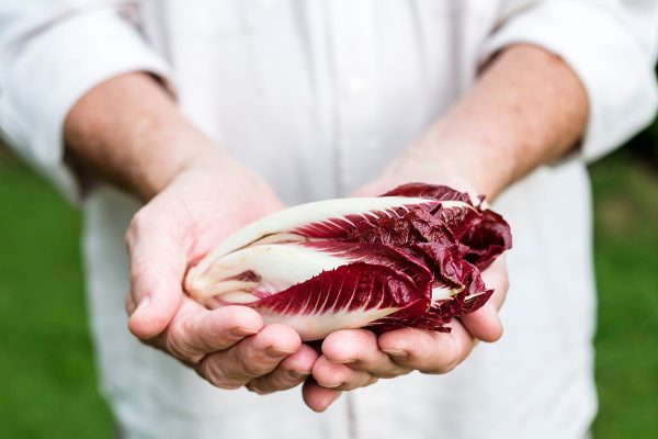 Le varie tipologie di Radicchio in Italia e le loro applicazioni in cucina