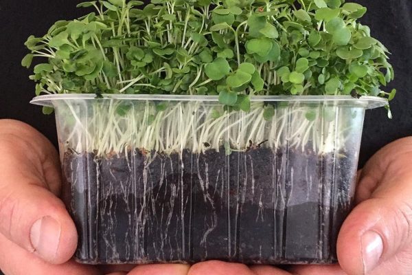 microgreens-anche-a-casa